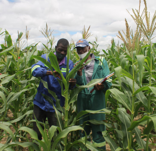 Farmers scouting for pests in maize field-for bottom of article-web