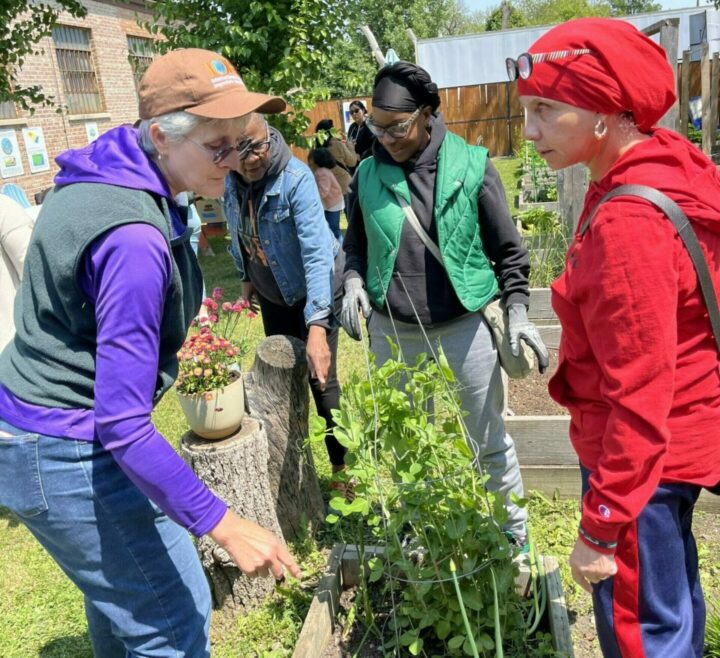 IMG_20250910_214656 Gaia Home Garden Club - sustainable farming