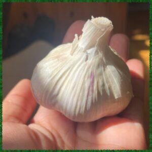 Garlic Clove At the Gaia Home Garden Club Workshop